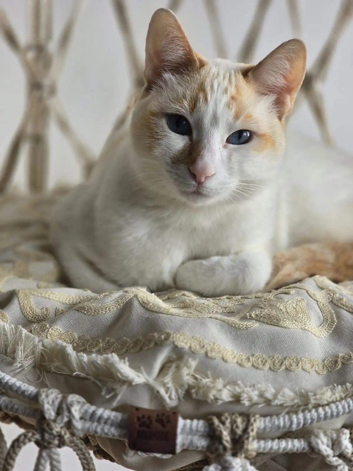 Silla colgante para gato  - Imagen 2