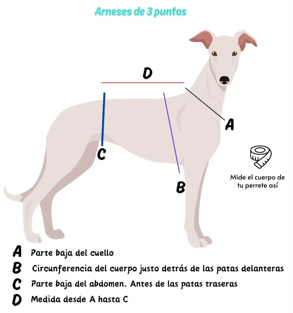 Collar para perros - Imagen 3