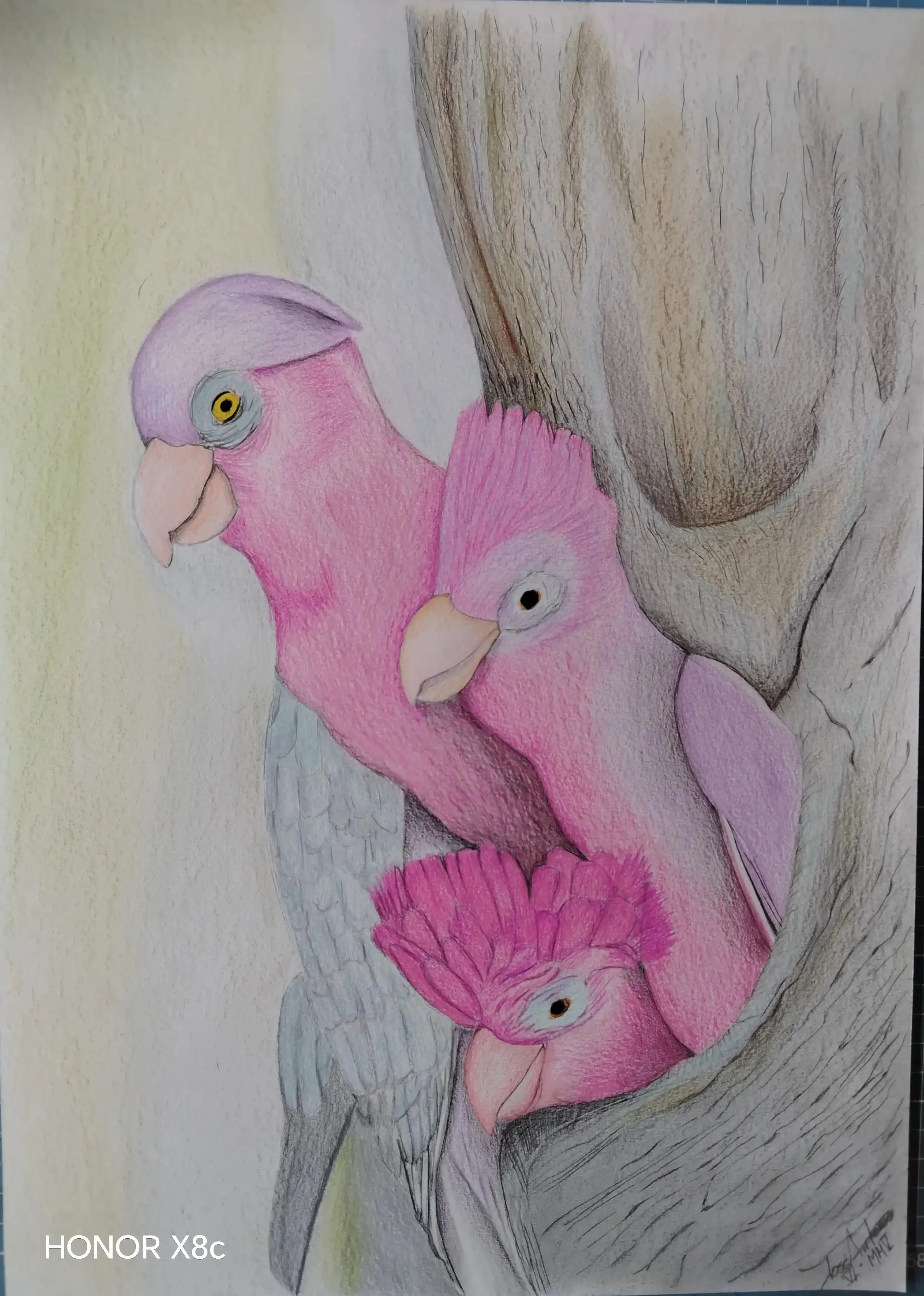Aves rosadas 