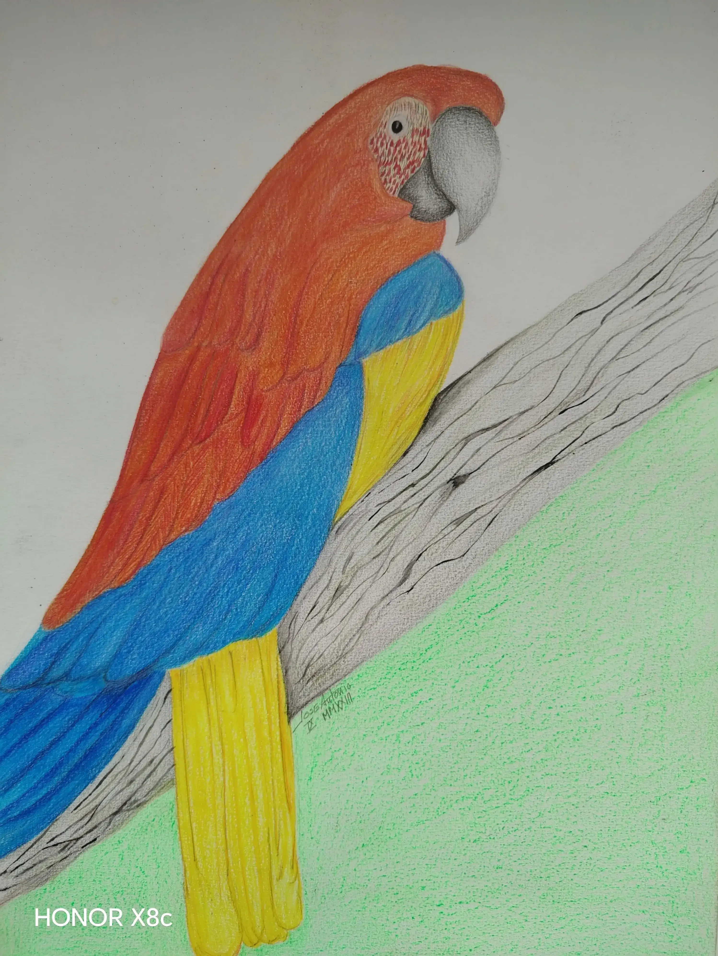 Papagayo Rojo y Azul