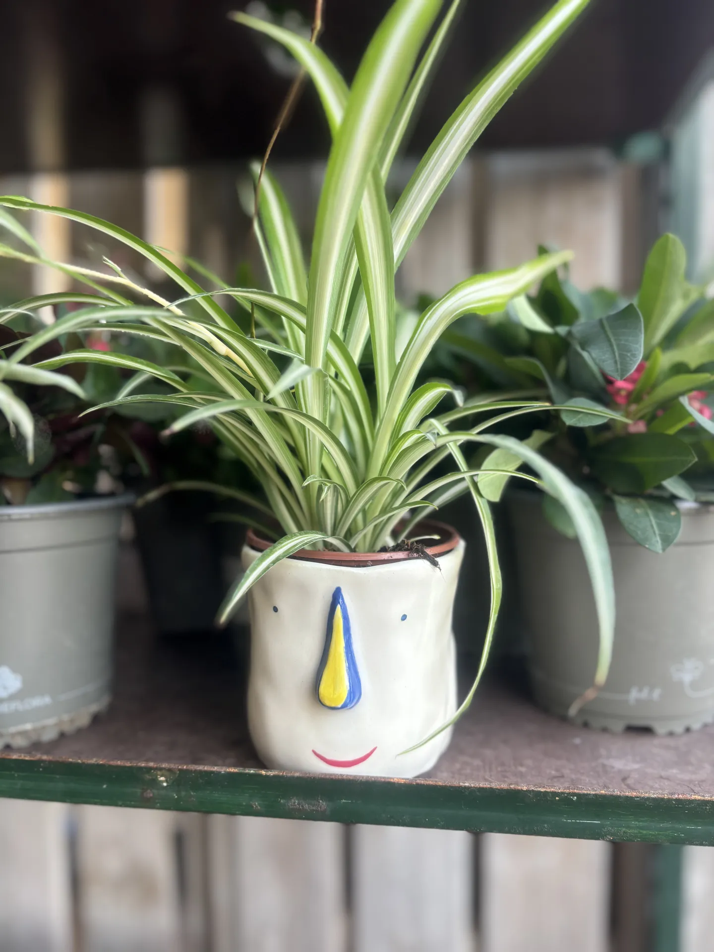 Maceta con carita  - Imagen 4